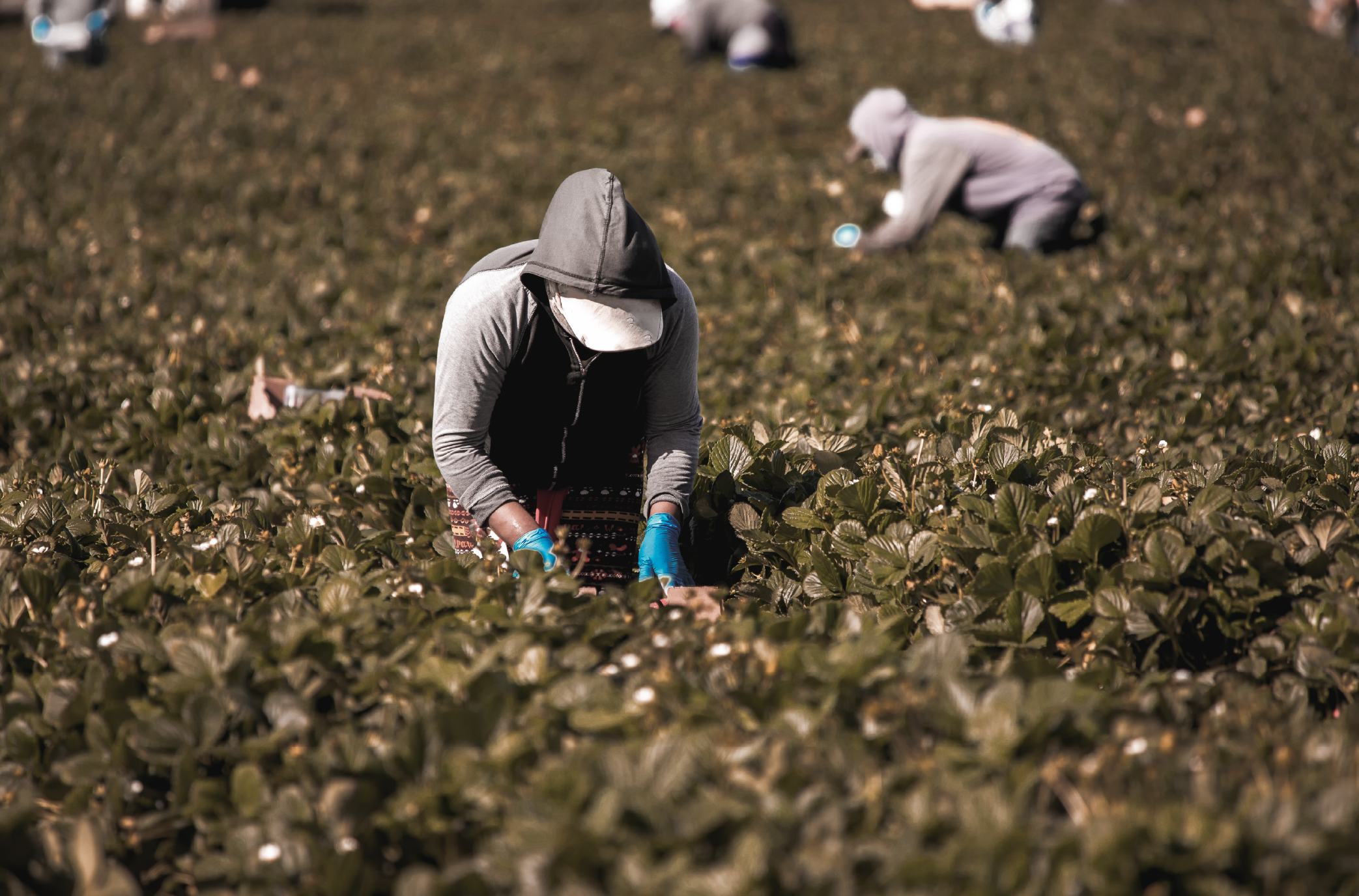 Which Farmers Really Benefit from Illegal Laborers?