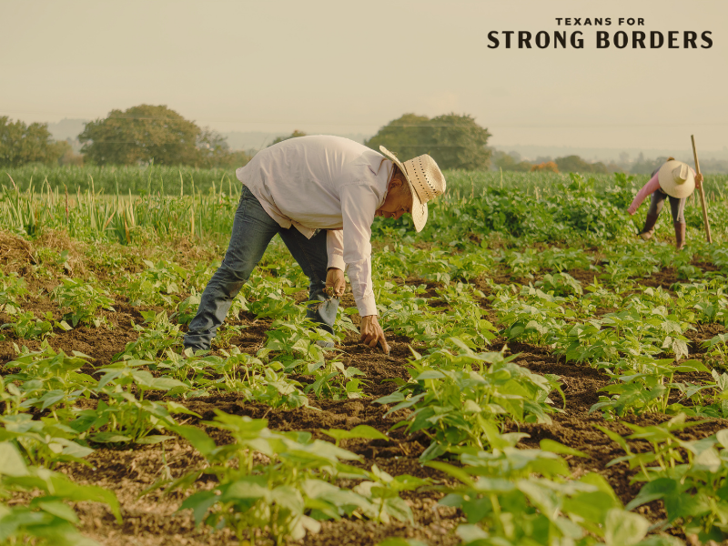 Pete Sessions Doubles Down on Amnesty for Illegal Farm Workers